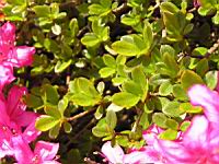 Azalee - Azalea Hatsugiri (fam. Ericacees) (3) (Photo F. Mrugala)